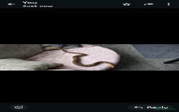 Boa Snake reptiles for sale: 2x male boas - Image 3