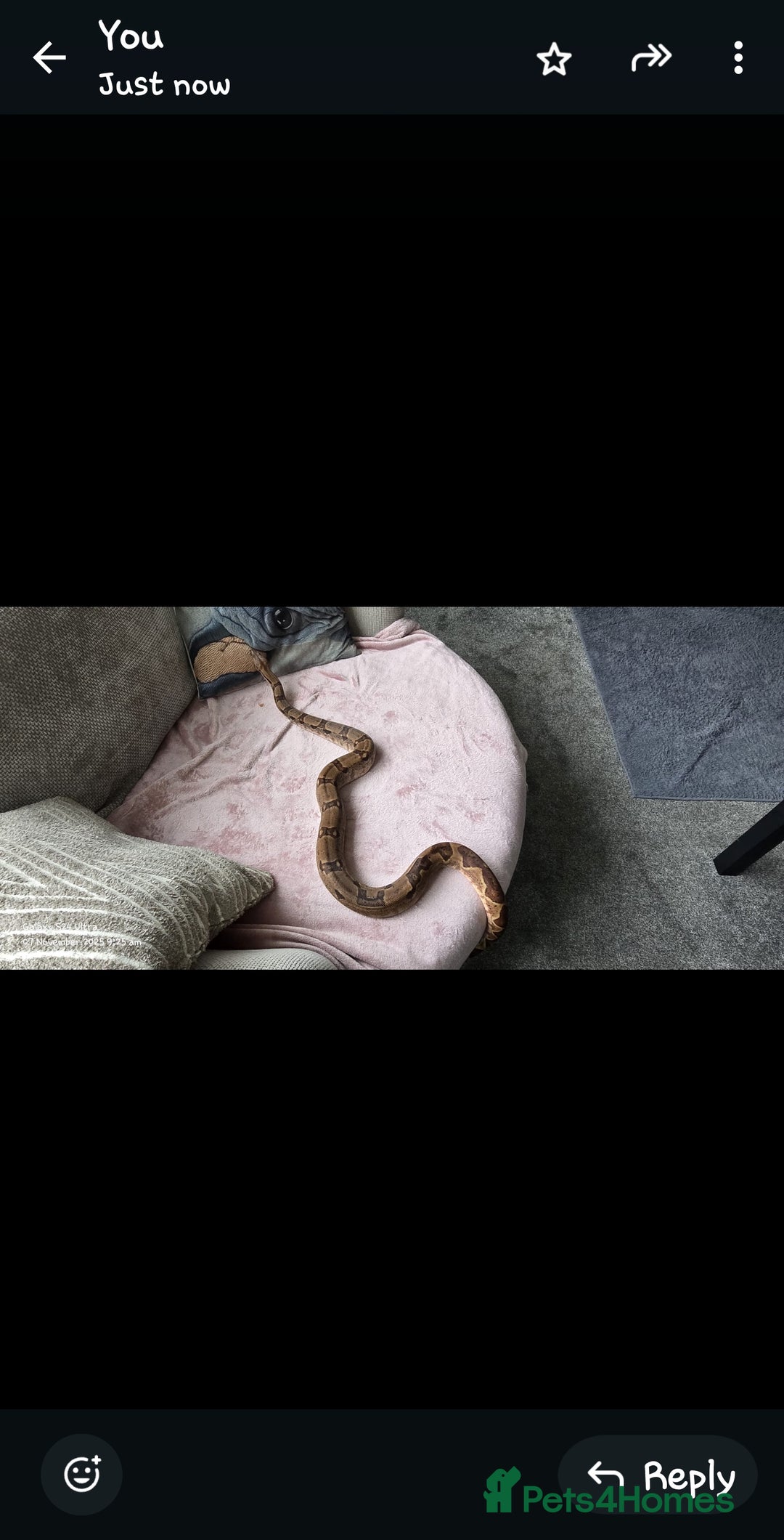 Boa Snake reptiles for sale: 2x male boas - Image 3