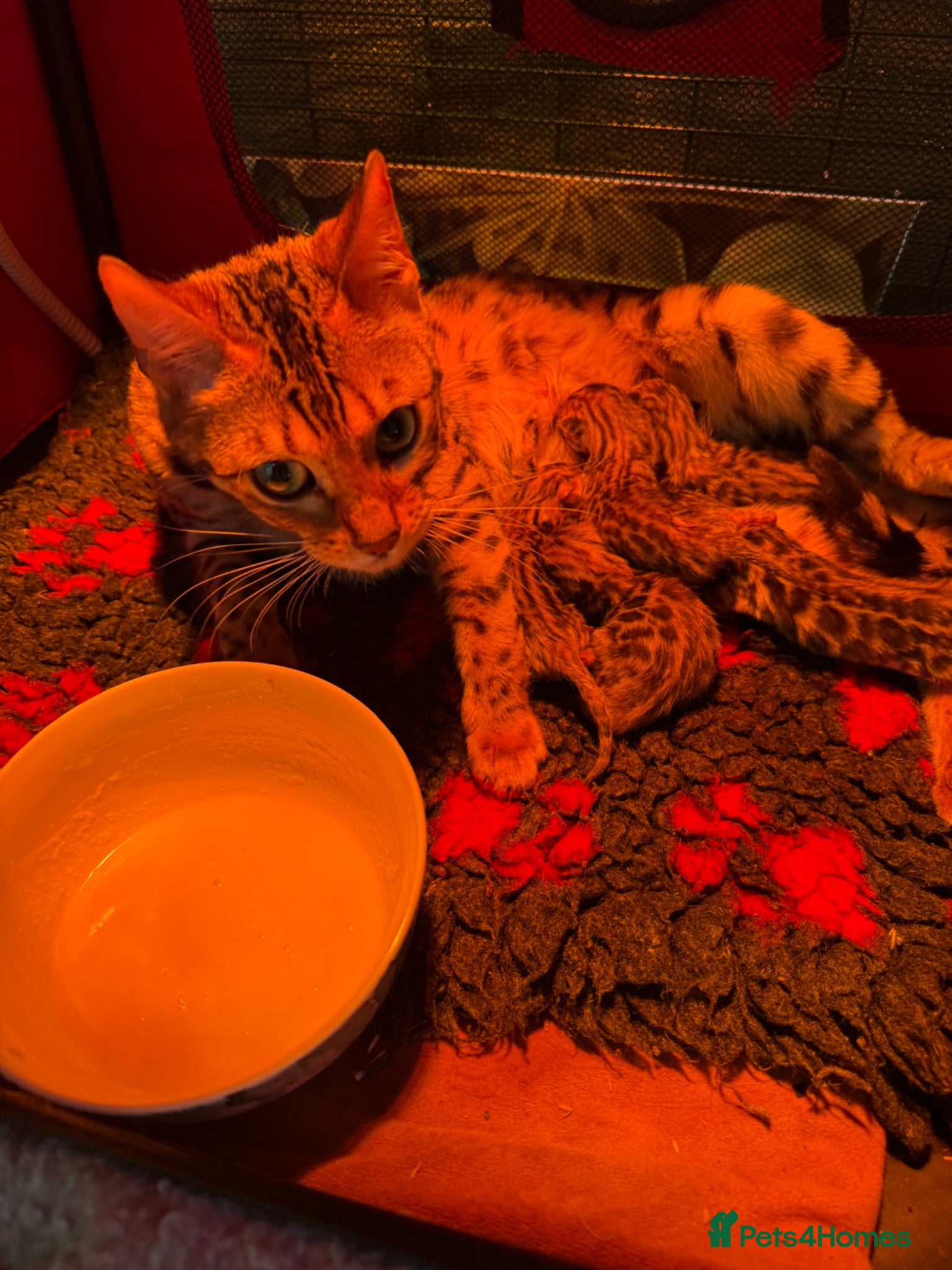 Bengal cats Beautiful TICA Bengal Kittens 🐱  - Advert 1