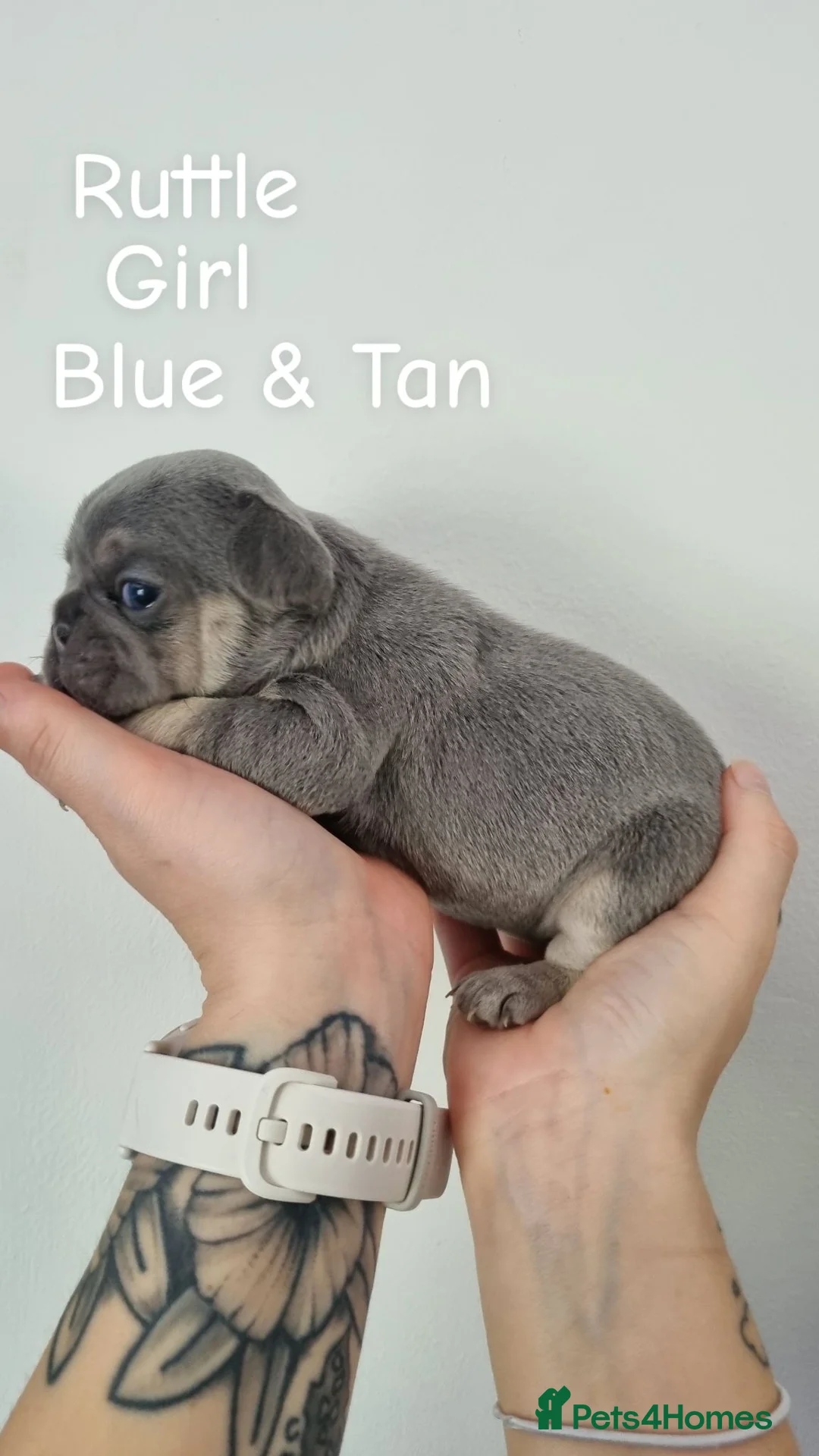 French Bulldog dogs for sale: Ready now KC registered Frenchie puppies LAST ONE - Advert 28