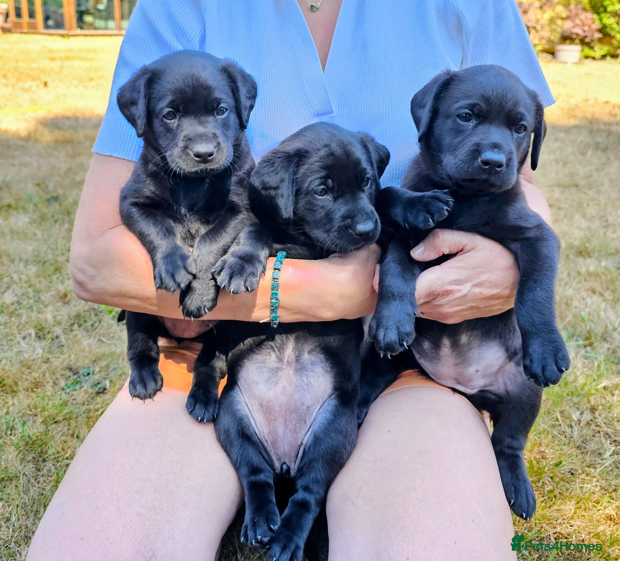 Labrador Retriever dogs 3 Superb KC  black labrador bitches FTCH pedigree - Advert 2