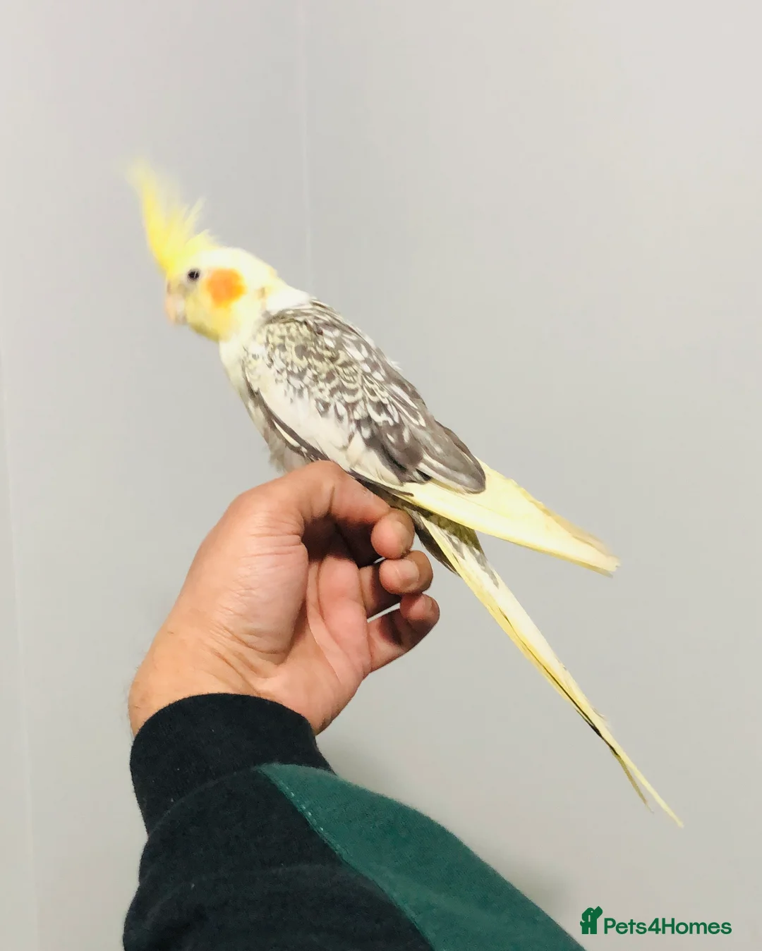 Cockatiels birds for sale: Beautiful Colours Hand tamed cocktails for sale. - Advert 6