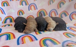 Miniature Poodle dogs for sale: Stunning Red & Phantom Miniature/Moyen Poodles - Image 24