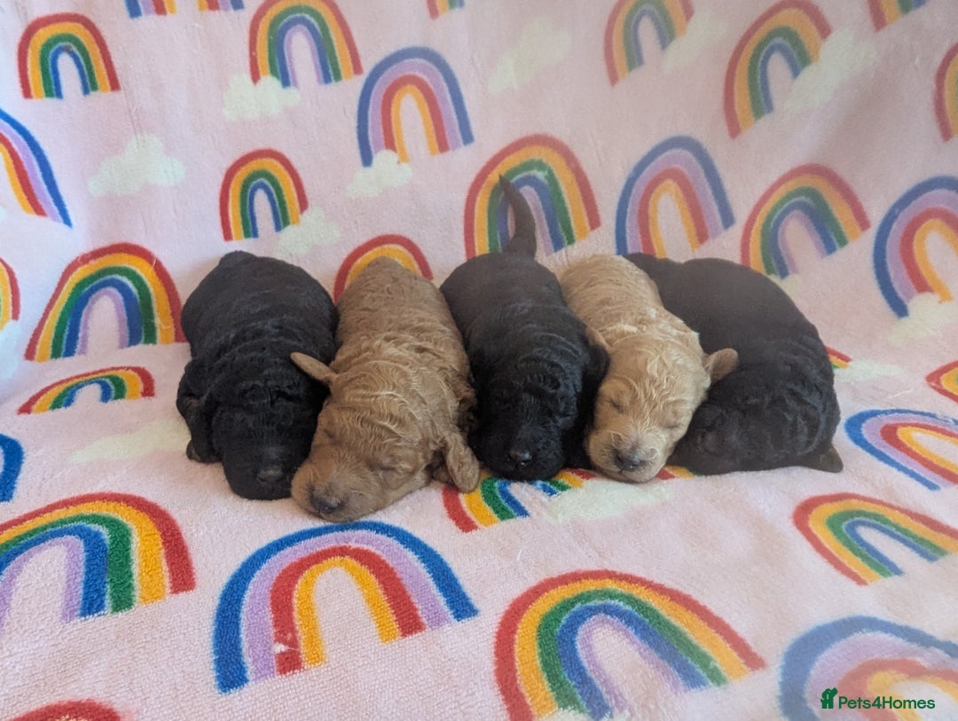 Miniature Poodle dogs for sale: Stunning Red & Phantom Miniature/Moyen Poodles - Image 24