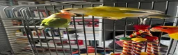 Mixed Breed birds for sale: Female budgies, Love birds and diamond dove in Scunthorpe - Advert 14