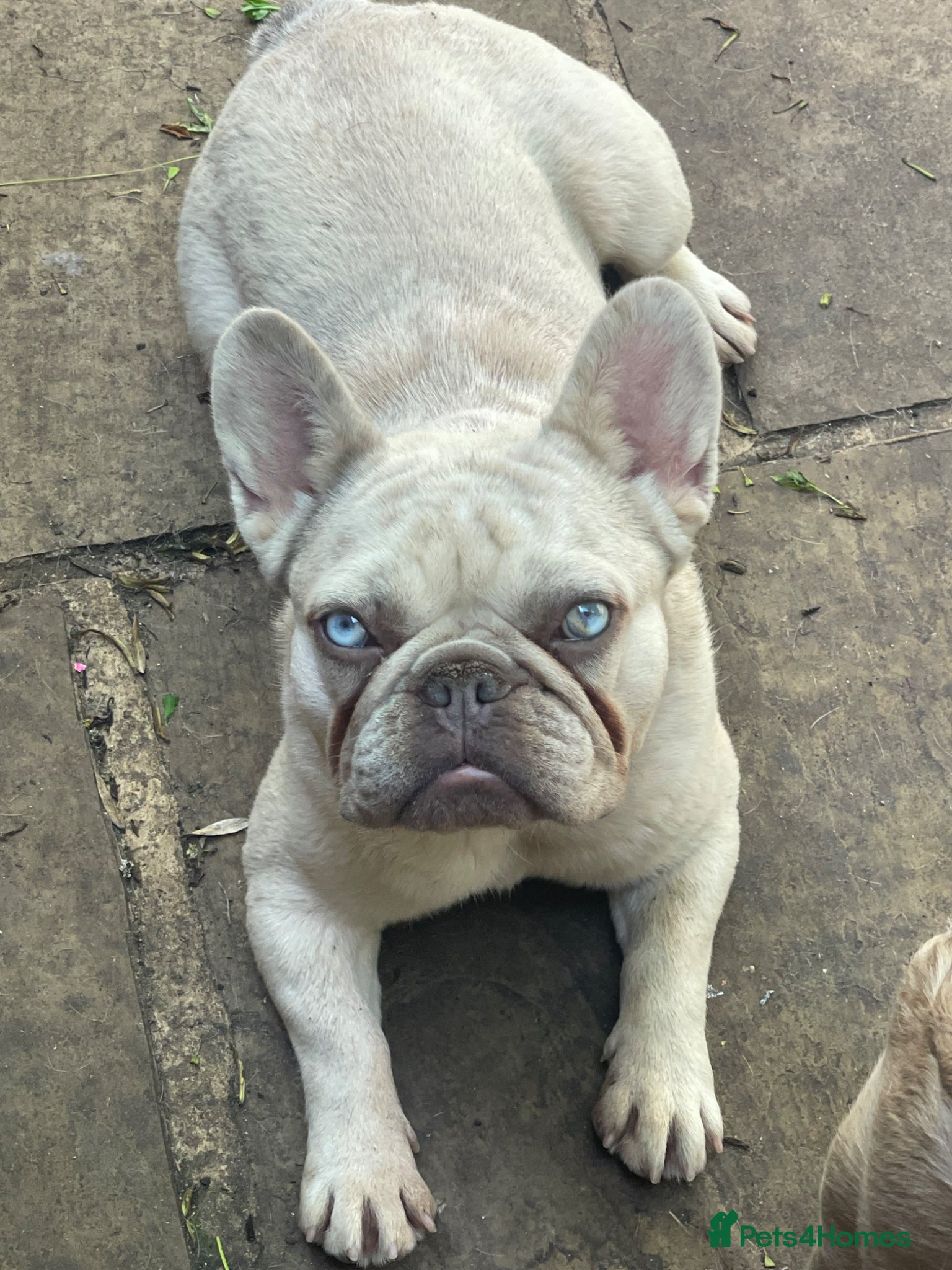 French Bulldog dogs KC HEALTH TESTED FRENCH BULLDOGS SPAYED GIRLS  - Advert 14