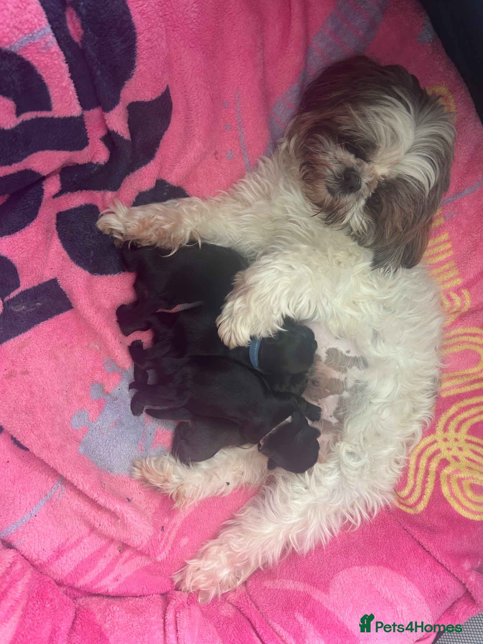 Shih Tzu dogs for sale: Full pedigree imperial Shih ztu - Advert 20