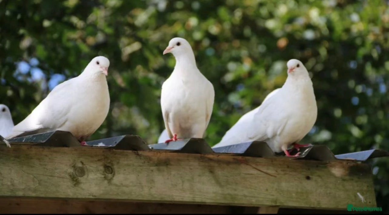 Pigeons birds Pure White Pigeons /Doves - Advert 1