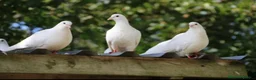 Pigeons birds for sale: Pure White Pigeons /Doves - Advert 1