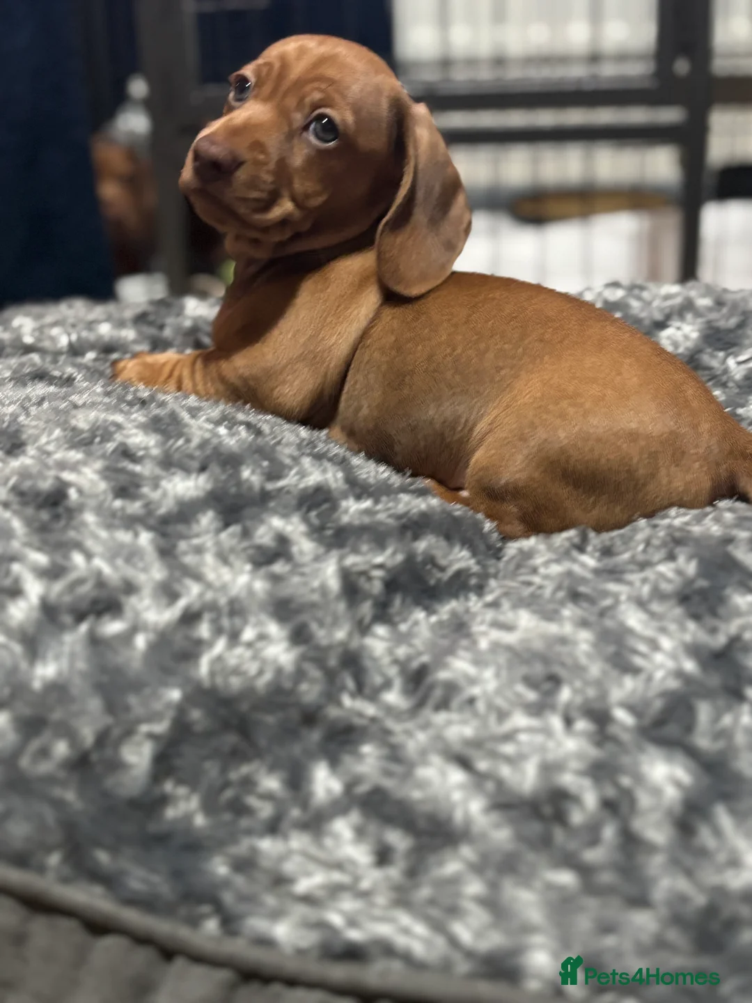 Miniature Dachshund dogs for sale: Beautiful shaded red miniature  dachshund puppies  - Advert 6