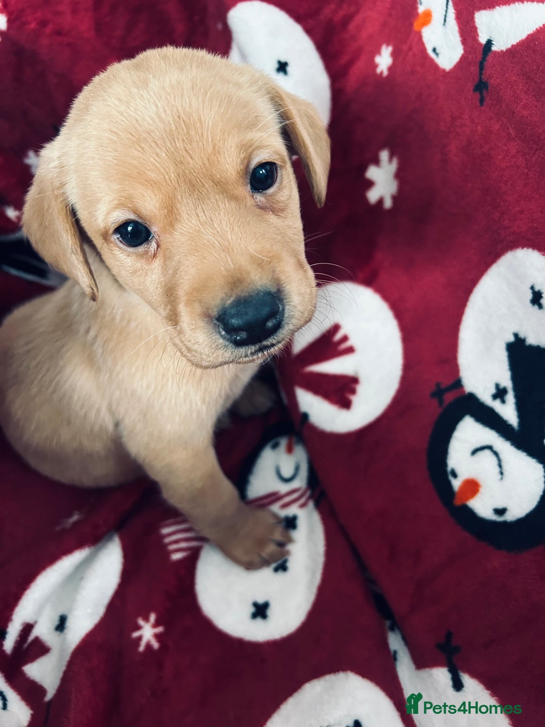 Labrador Retriever dogs for sale: Labrador puppies - Advert 4