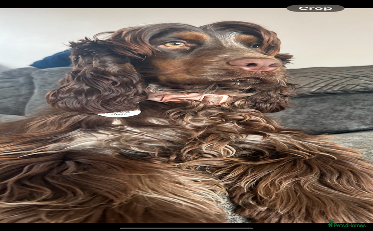 Cocker Spaniel dogs - Advert 13