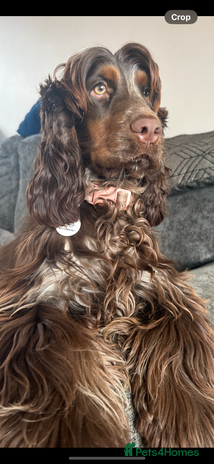 Cocker Spaniel dogs - Advert 2