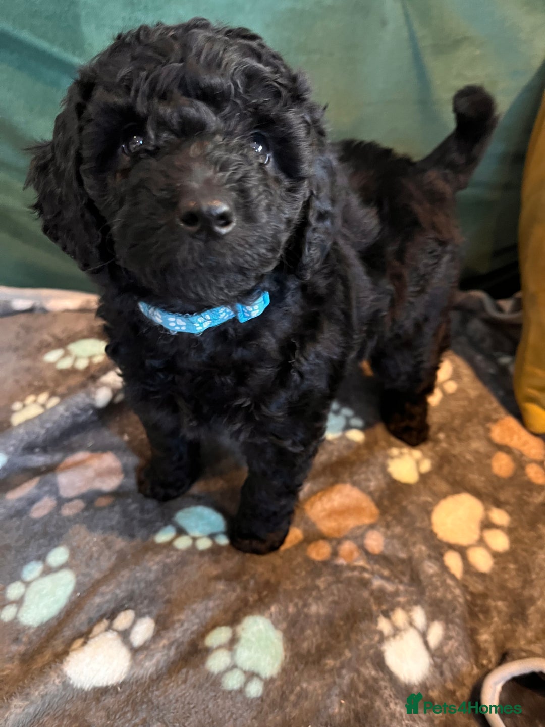 Australian Labradoodle dogs for sale: Home raised, DNA tested, Australian Labradoodles - Advert 13