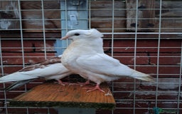 Pigeons birds for sale: 10 Pigeons for sale - Advert 25