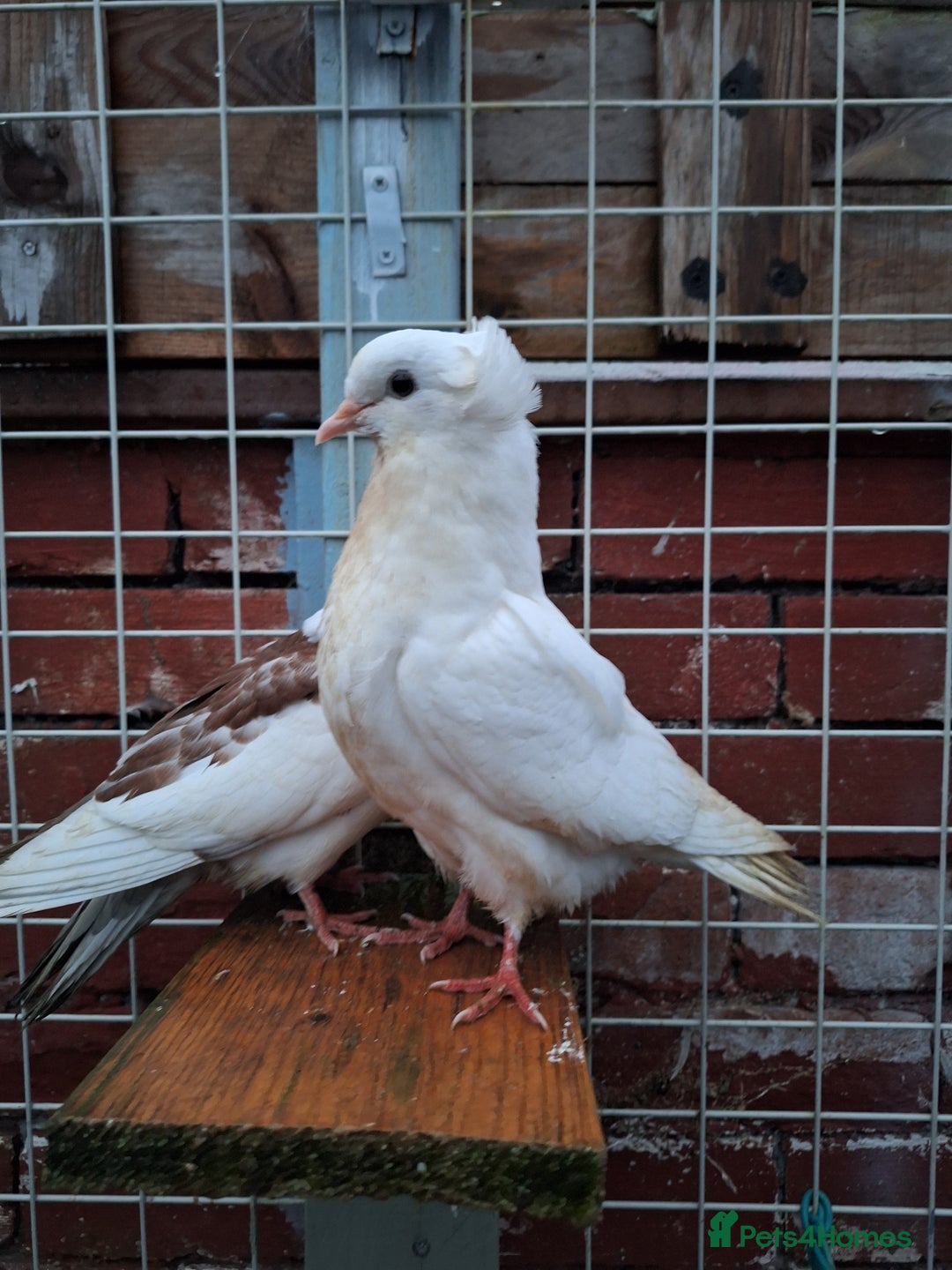 Pigeons birds for sale: 10 Pigeons for sale - Advert 25