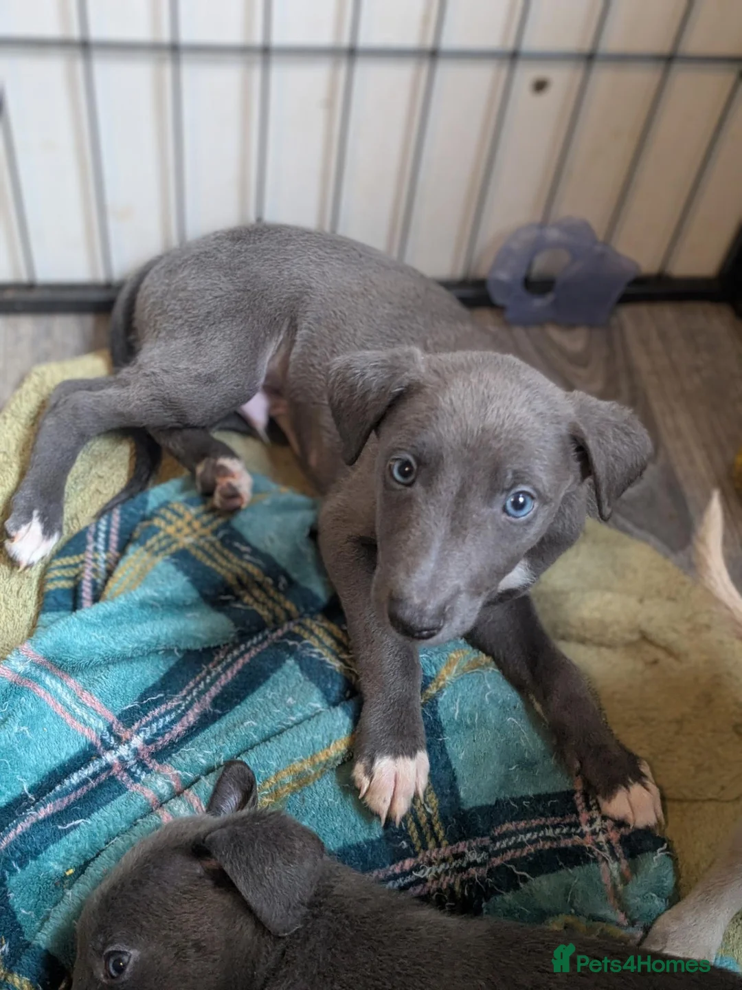 Whippet dogs for sale: Whippets - Advert 6