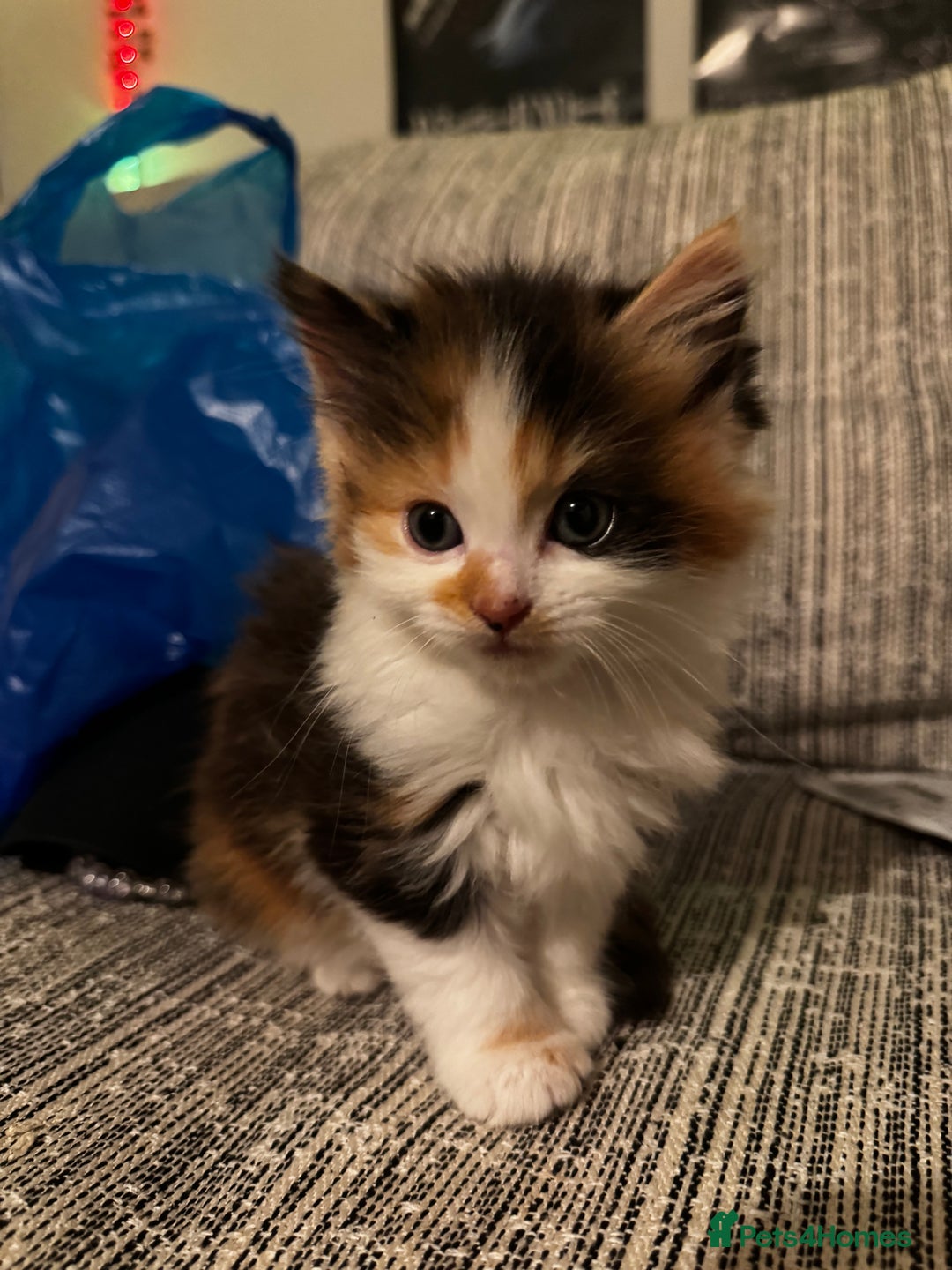 Mixed Breed cats for sale: The cutest Mixed Kittens - Image 8