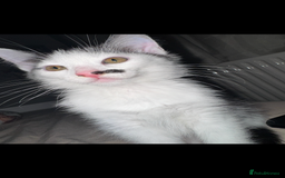 British Shorthair cats for sale: Two beautiful female kittens✨ - Image 9