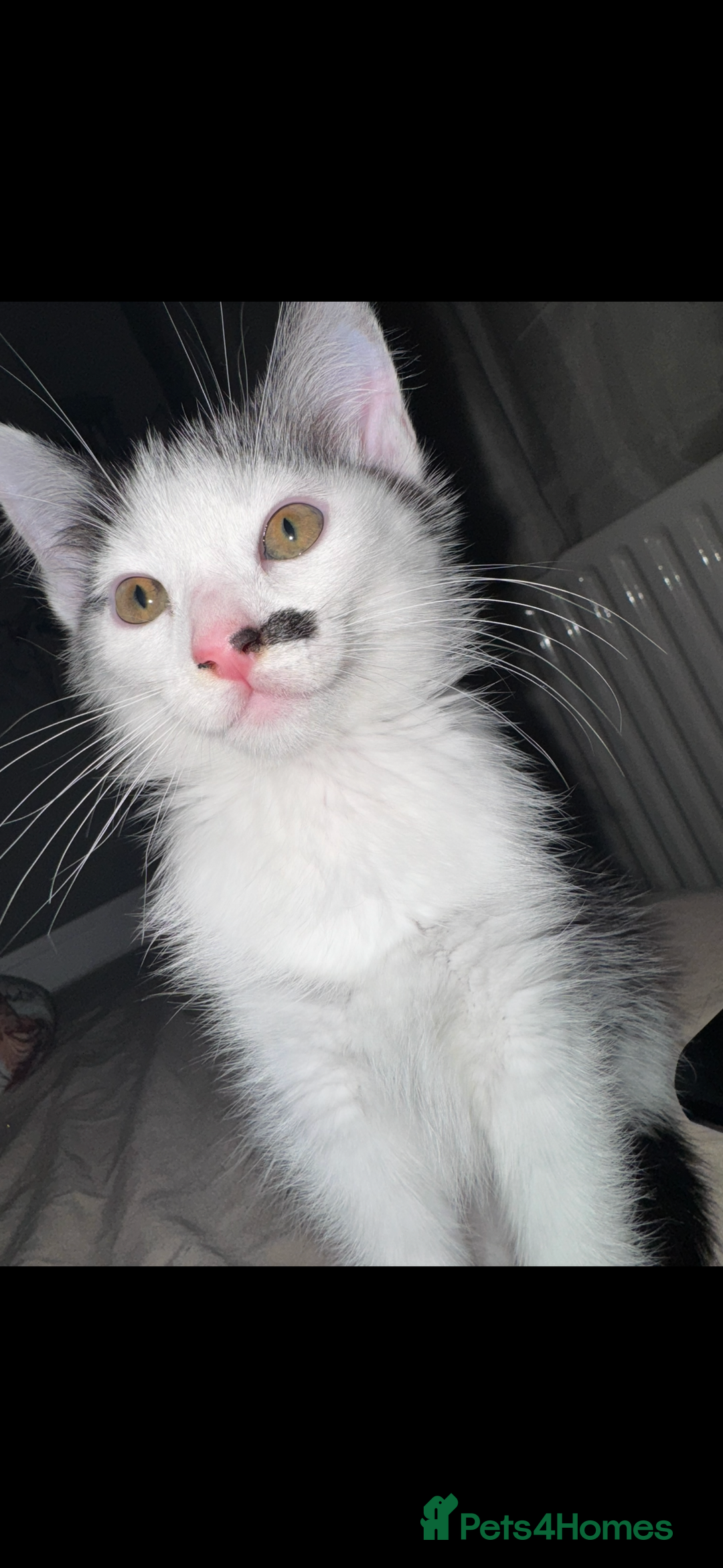 British Shorthair cats for sale: Two beautiful female kittens✨ - Image 9