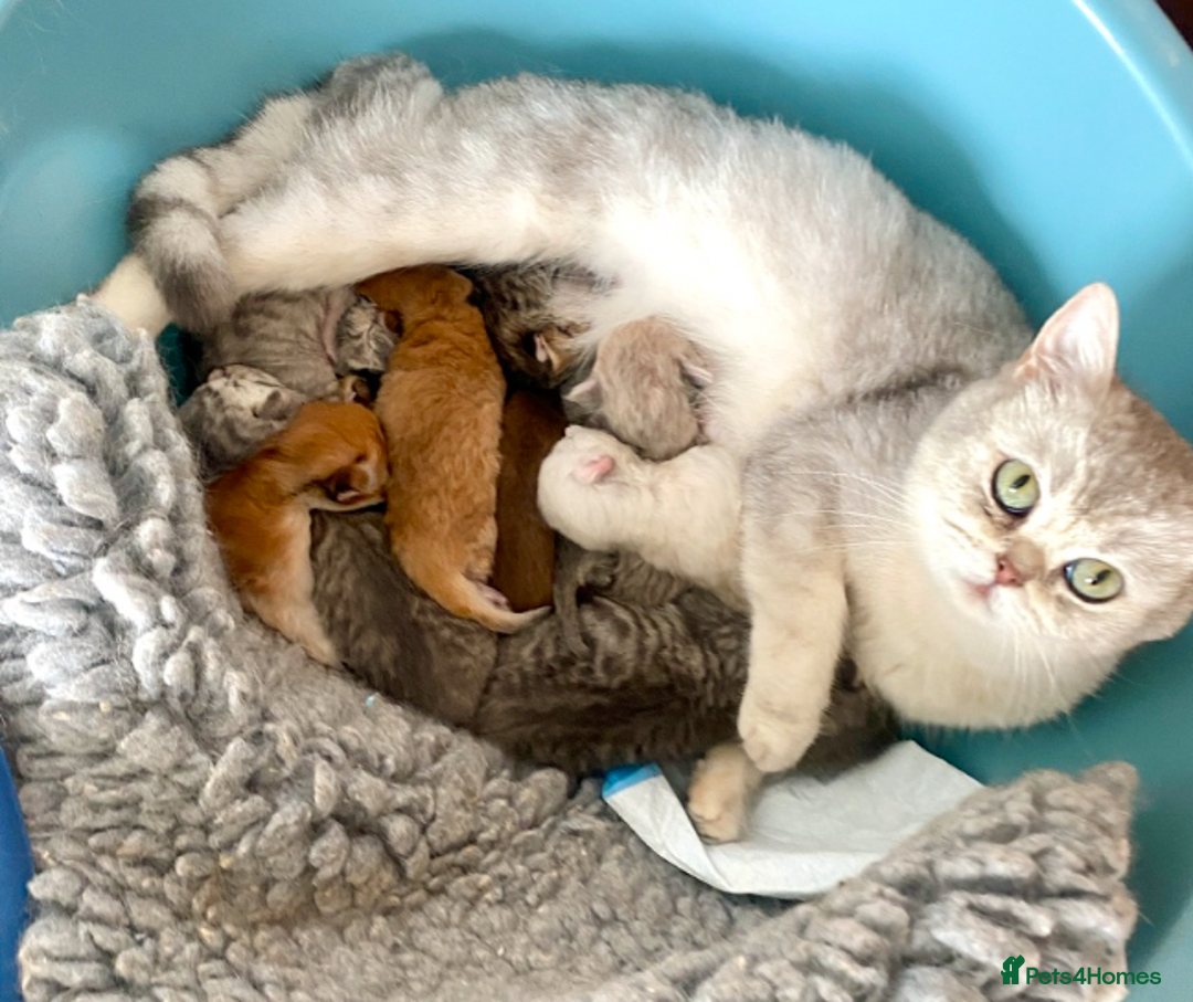 British Shorthair cats for sale: Ready NOW-Black Silver Tabby, Female - Image 5