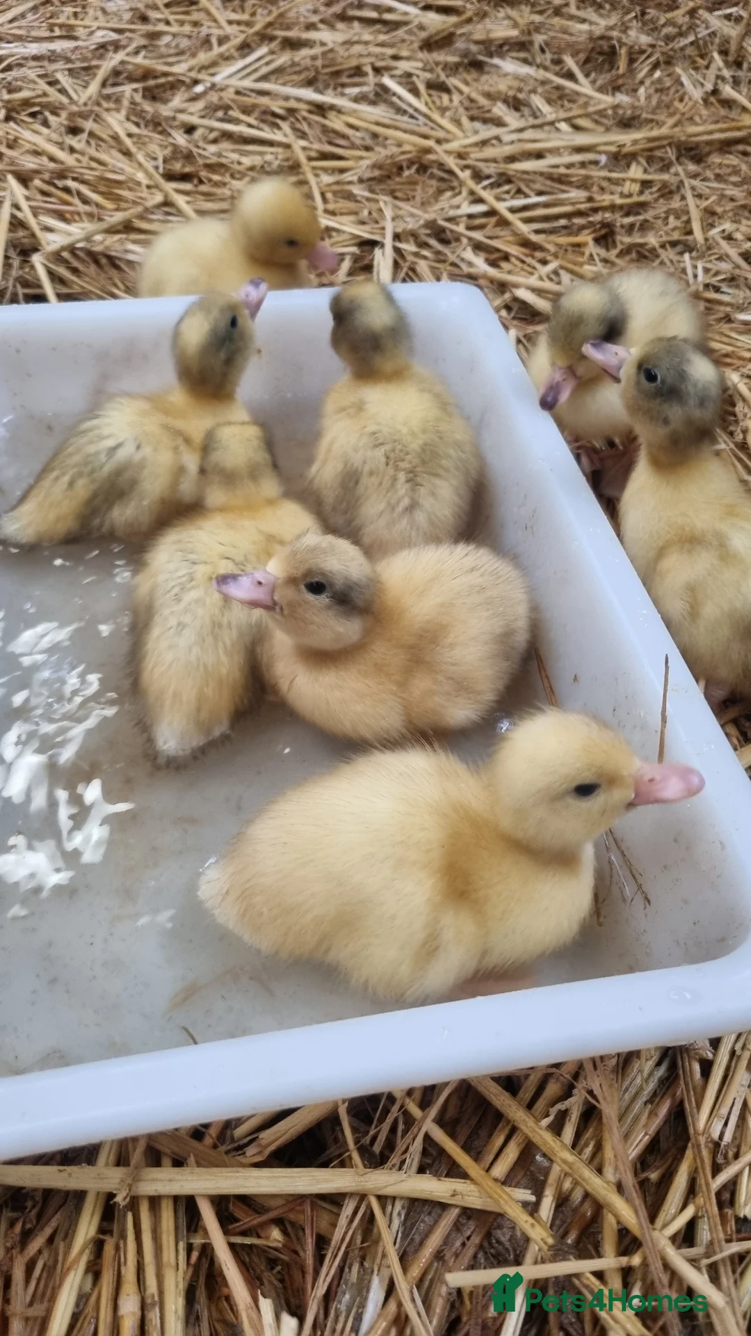 Ducks poultry for sale: Call ducklings - Advert 5