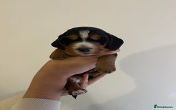 Cocker Spaniel dogs for sale: Male Working Cocker Spaniel Puppies for sale - Image 13