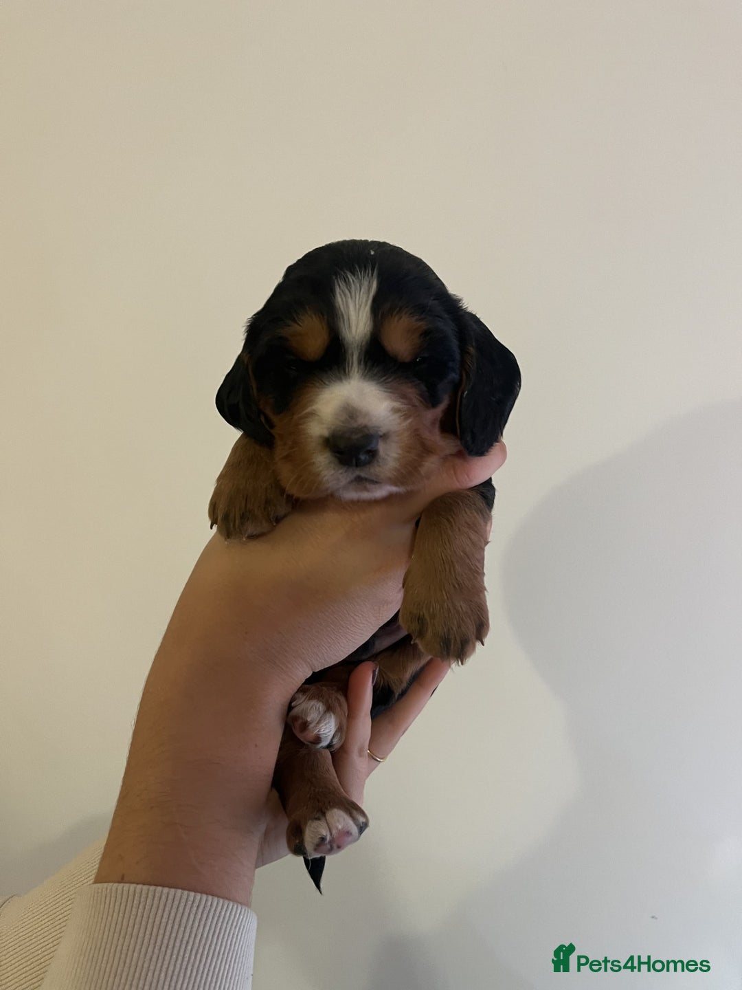 Cocker Spaniel dogs for sale: Male Working Cocker Spaniel Puppies for sale - Image 13