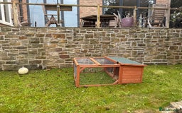 Guinea Pig rodents for sale: Two gorgeous friendly adult female guinea pigs - Image 9