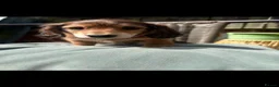 Miniature Dachshund dogs for sale: Long haired miniature dachshunds - Advert 26
