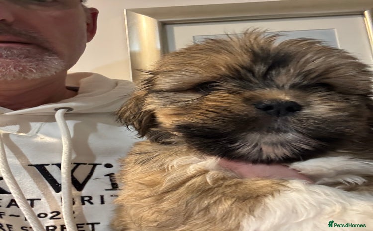 Lhasa Apso dogs Fabulous KC reg gold male Lhasa apso - Advert 7