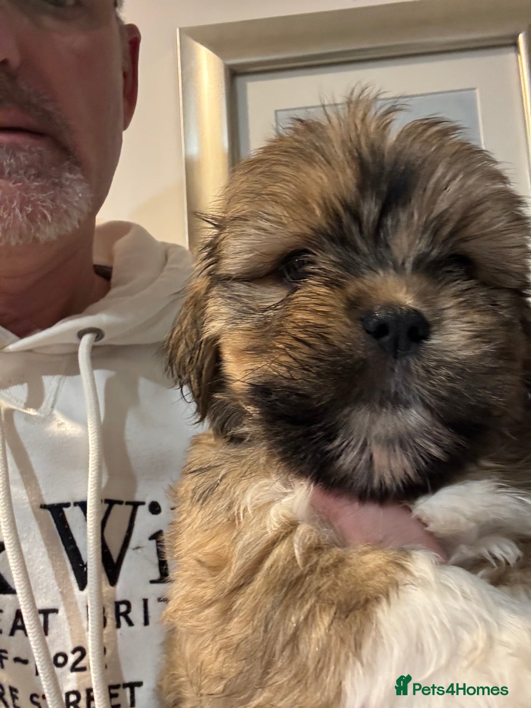 Lhasa Apso dogs for sale: Fabulous KC reg gold male Lhasa apso - Advert 1