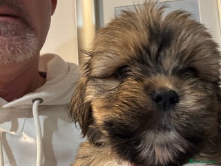 Lhasa Apso dogs Fabulous KC reg gold male Lhasa apso - Advert 1