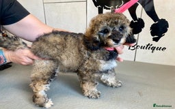Toy Poodle dogs for sale: Gorgeously Pedigree Toy Poodle Babies - Image 6