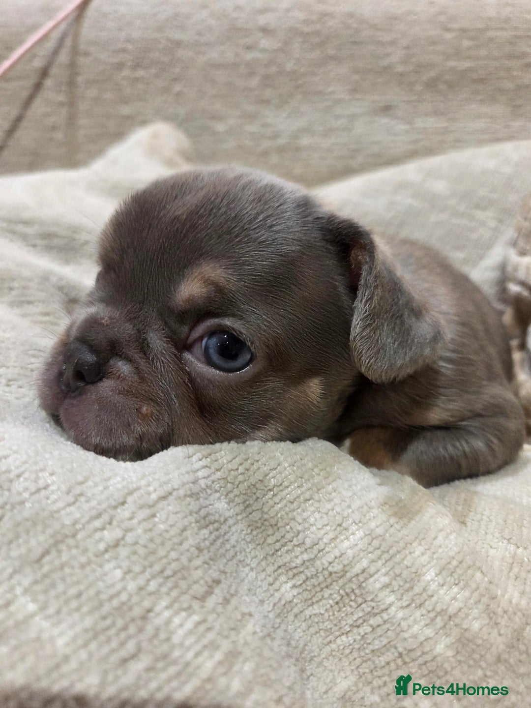 French Bulldog dogs for sale: Isabella & lilac & tan chunky frenchies - Advert 20