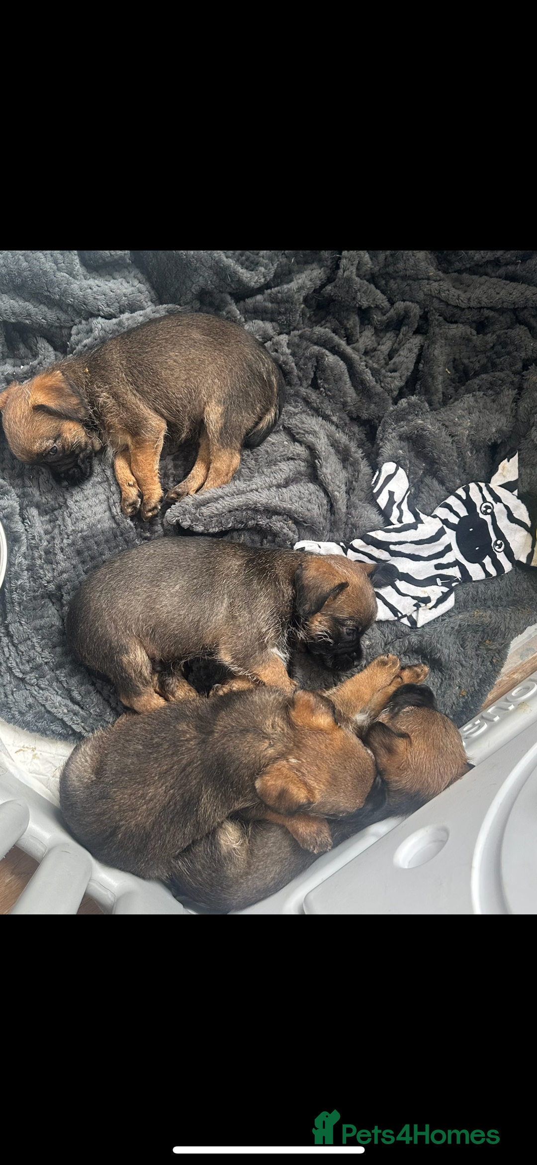 Border Terrier dogs for stud: Border terrier stud dog  - Image 8