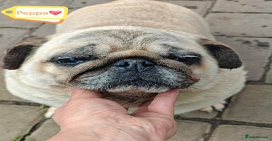 Pug dogs - Advert 3