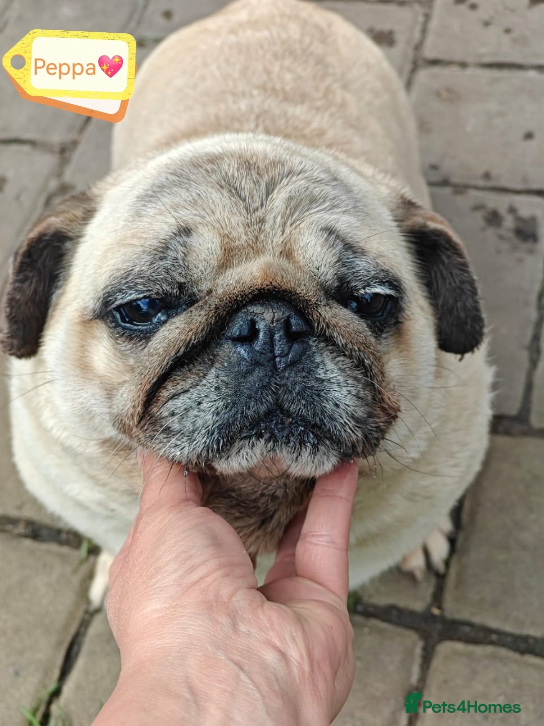 Pug dogs for adoption: 💖🐶 PEPPA 🐶💖 - Image 2