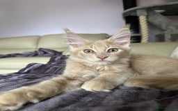 Maine Coon cats for sale: Purebred Maine Coons looking for a loving home 😻 - Image 20