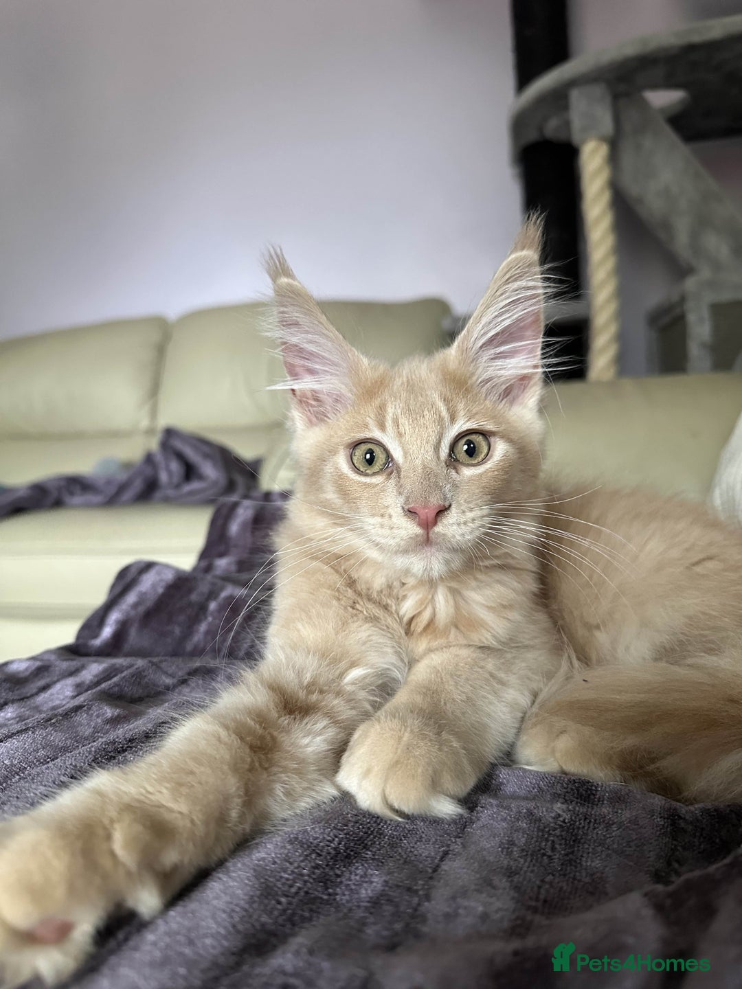 Maine Coon cats for sale: Purebred Maine Coons looking for a loving home 😻 - Image 20