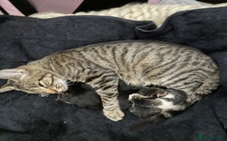 British Shorthair cats for sale: Beautiful tabby mix kittens  - Image 1