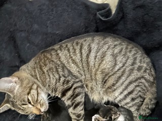 British Shorthair cats - Advert 30