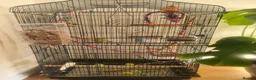 Parrots birds for sale: 18 month old bonded pair of parrotlets. - Advert 2