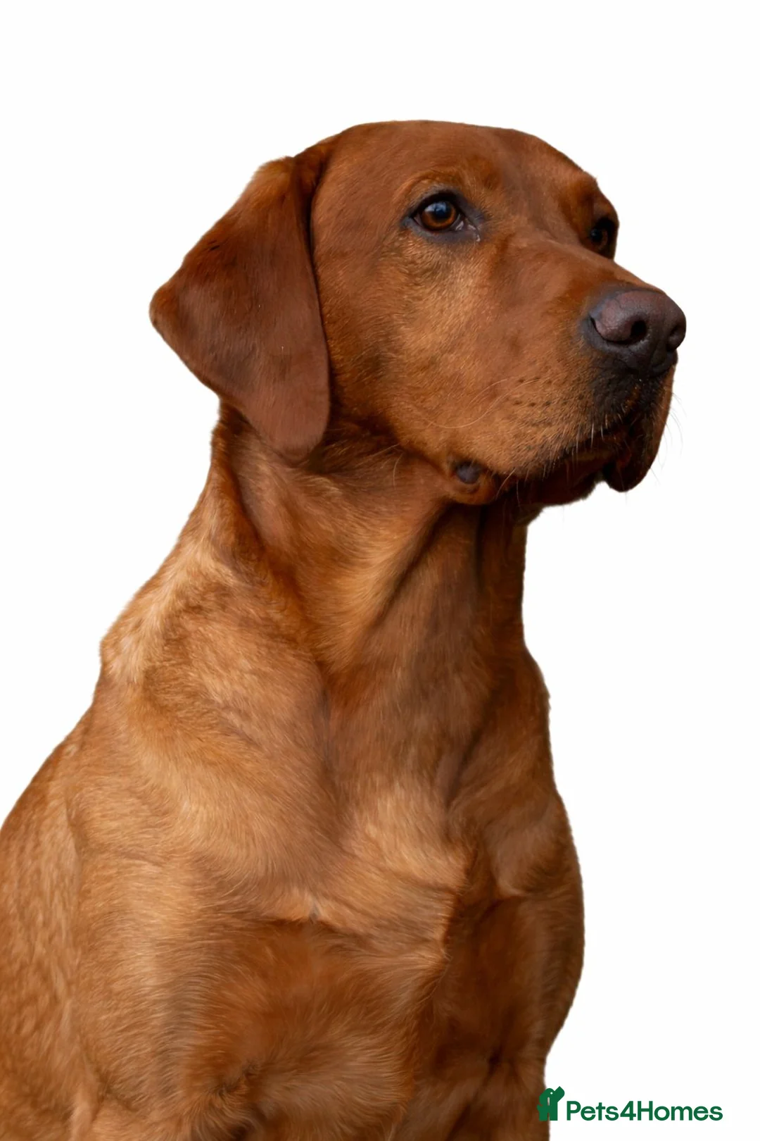 Labrador Retriever dogs for stud: Fully Health Tested Fox Red Stud Dog in Radstock - Advert 1