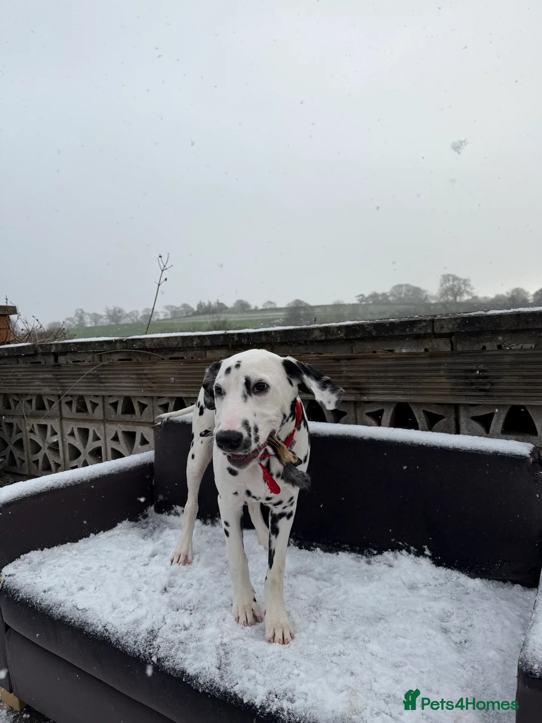 Dalmatian dogs for sale: Beautiful 6-Month-Old Dalmatian Puppy 🐾 - Advert 4