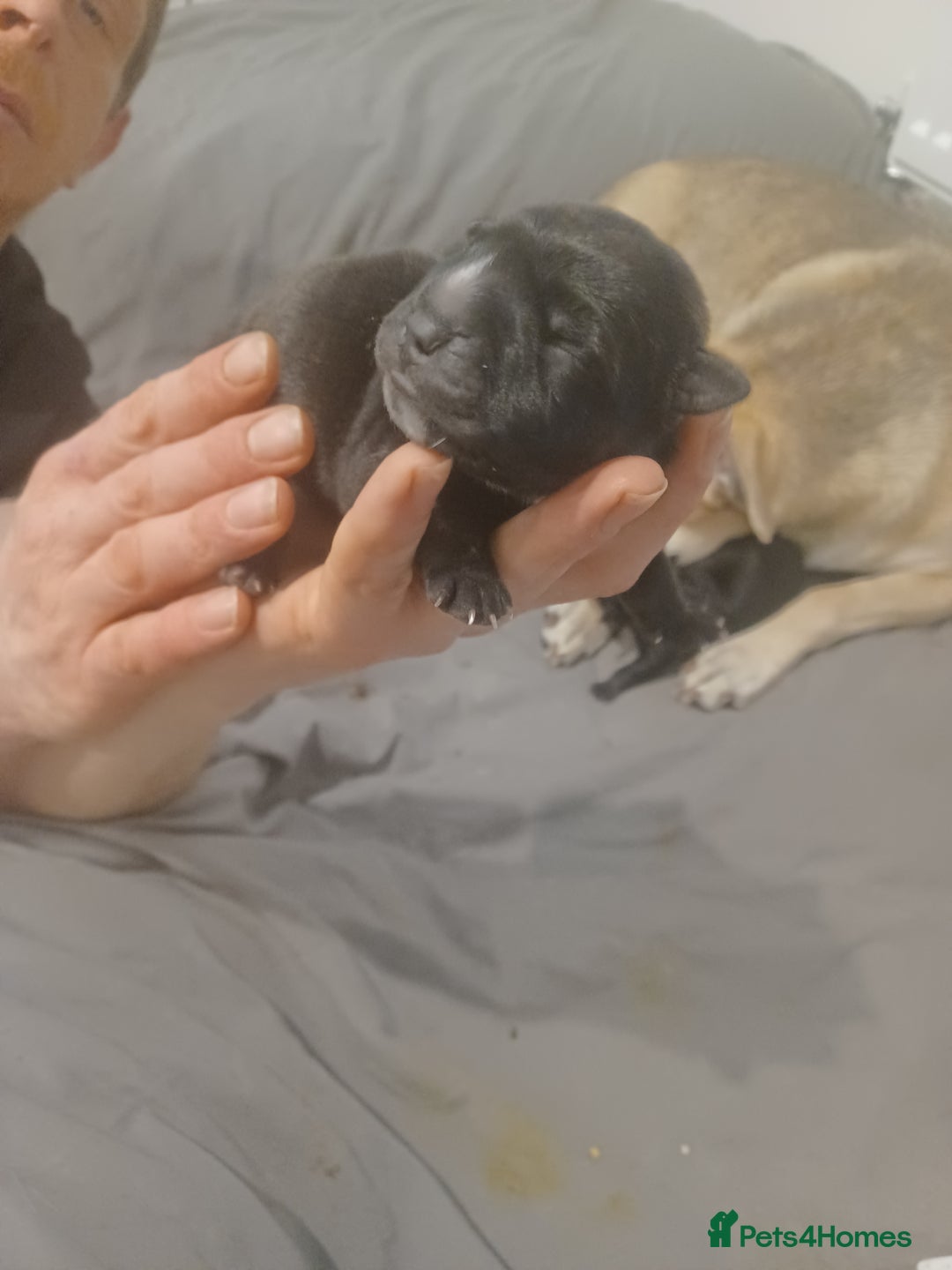 Mixed Breed dogs for sale: Bear coat Shar pei x Staffordshire pups - Advert 4