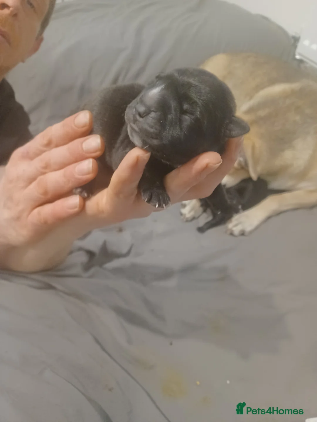 Mixed Breed dogs for sale: Bear coat Shar pei x Staffordshire pups - Advert 4