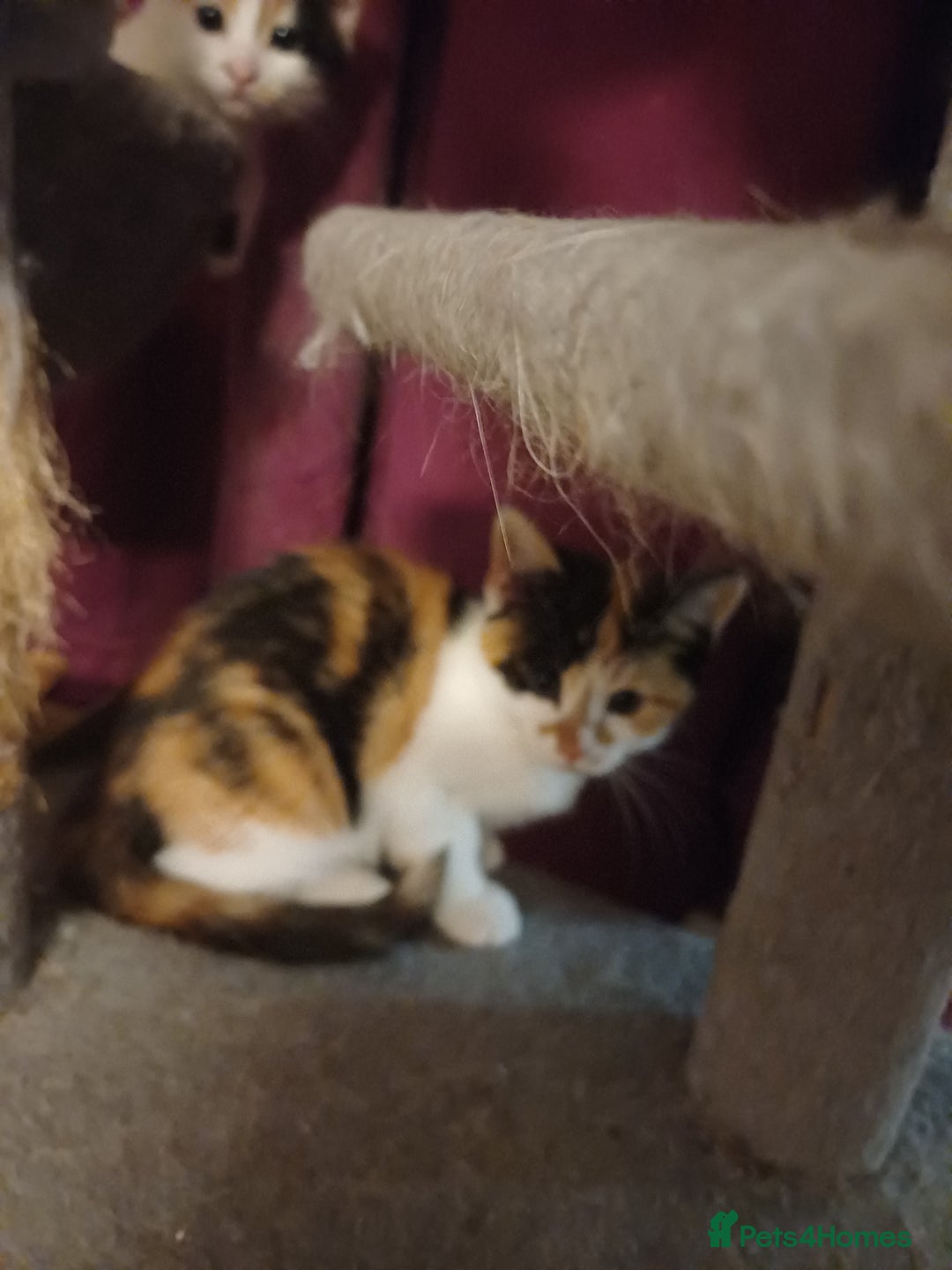 Mixed Breed cats for sale: Two calico kittens looking for their forever homes - Image 5
