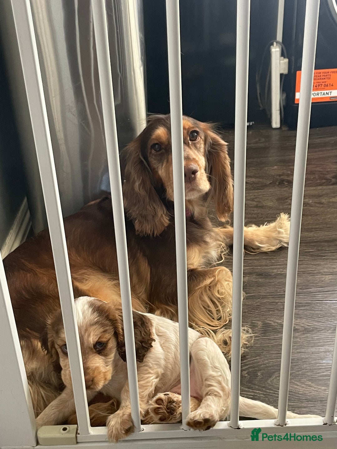 Cocker Spaniel dogs for sale: Show cocker spainel  - Image 4