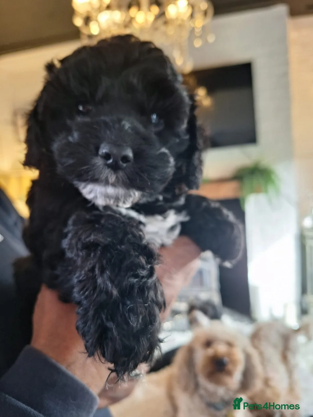 Cavapoochon dogs for sale: Cavapoochon puppies  - Advert 1